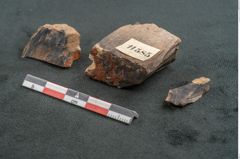 Foto (Seitenansicht) von Quercus sp. (NHMW-GEO-2024-0188-11585)